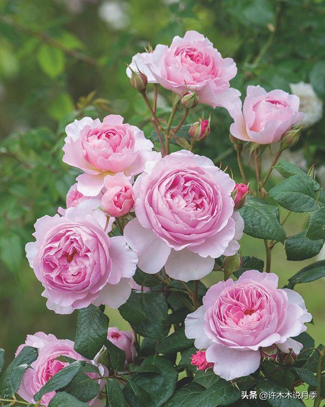奥斯汀花型月季推荐,奥斯汀月季2020新品种