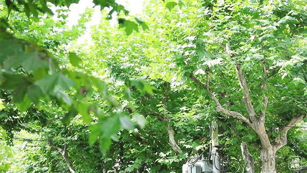 上海99条永不拓宽的路,上海永不拓宽的风貌路