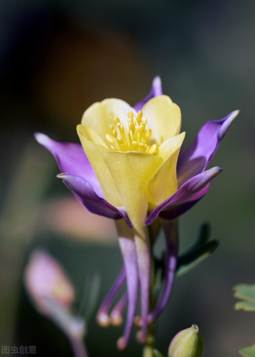 园林人需要知道的85个花卉知识,园林花卉的种类及图片