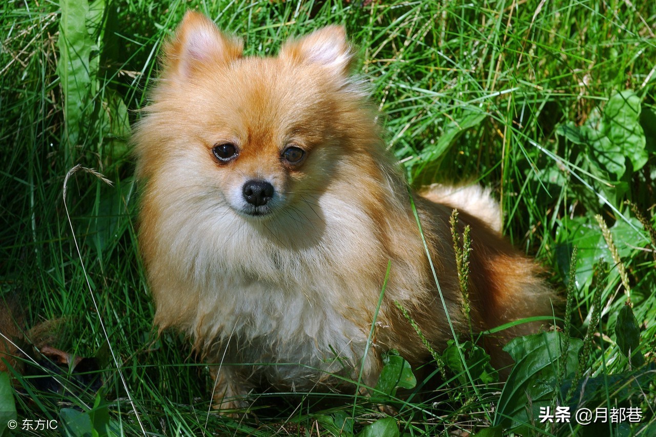 母博美犬突然食欲不好精神好,博美犬便秘正常食欲不好呕吐