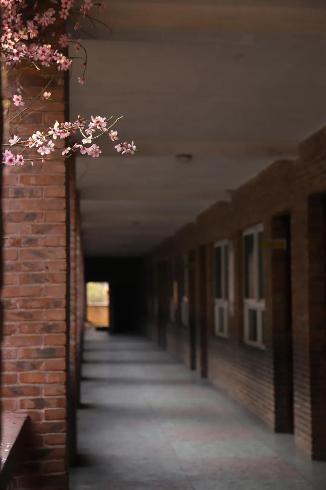 迎接校园里的百花齐放,教室窗外百花齐放