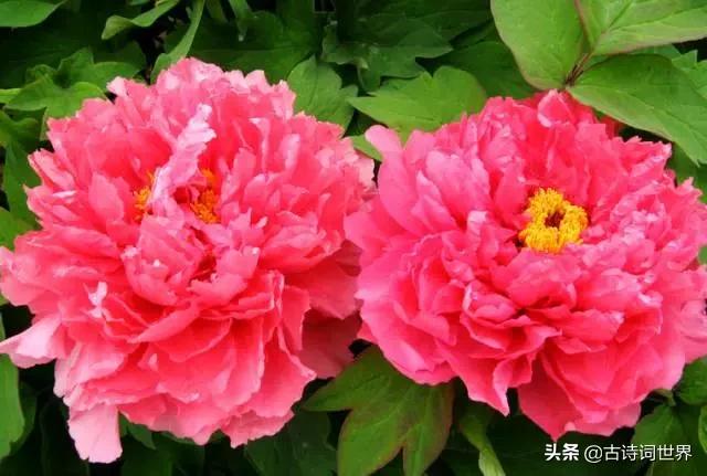 古诗中赞美牡丹的诗句有哪些,我见过雍容华丽的牡丹阅读答案