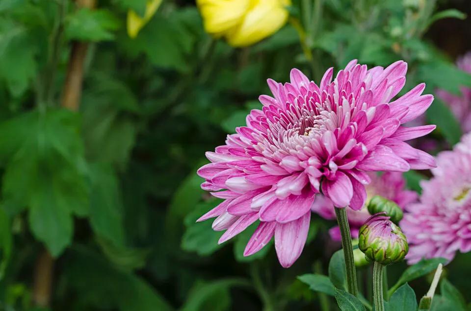 深圳市十大免费公园,深圳十大湖泊