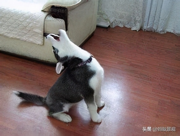 留园建筑分布图,留园建筑艺术分析