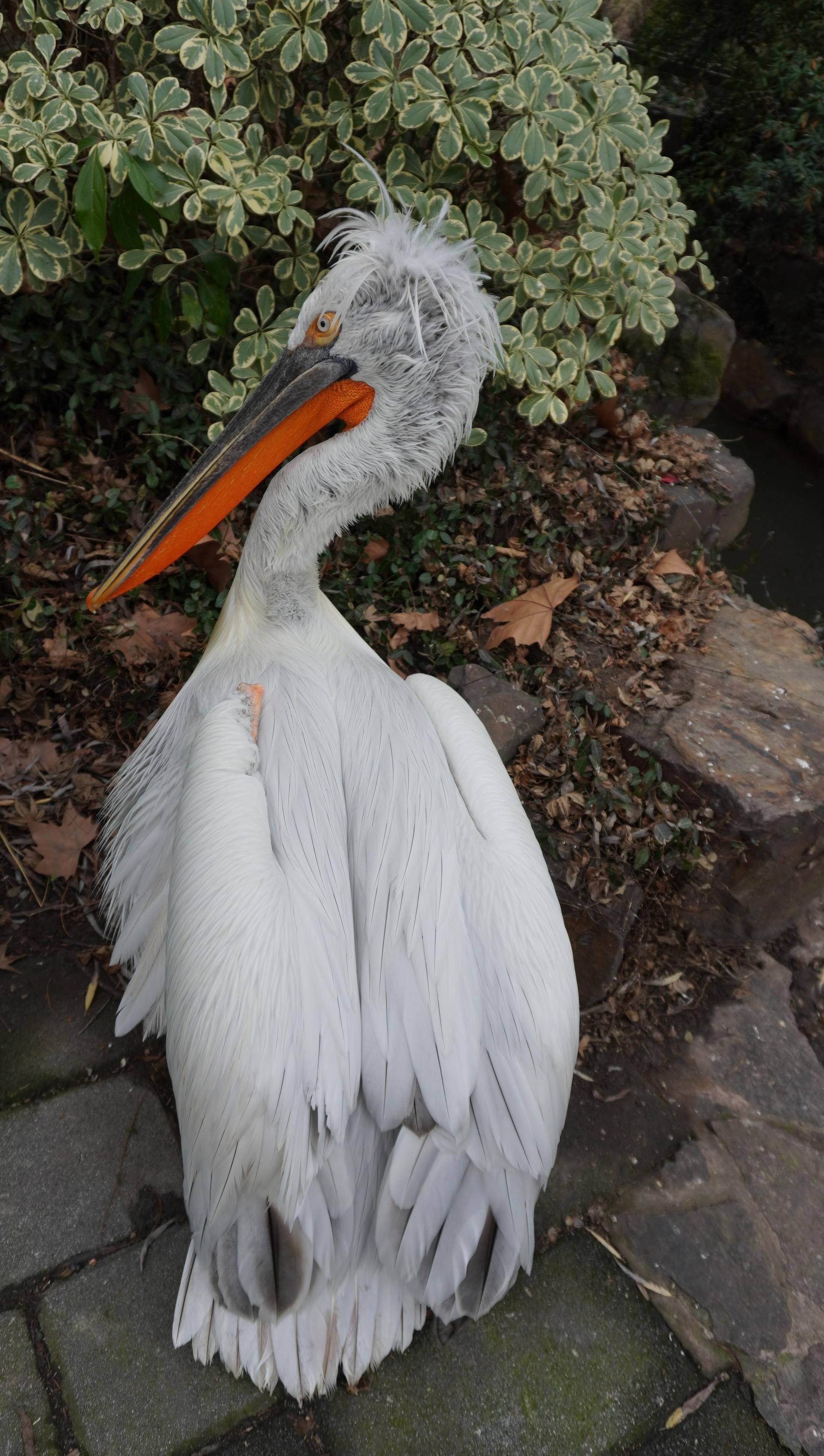 索尼微单6000与6100区别,索尼6100拍抖音评测