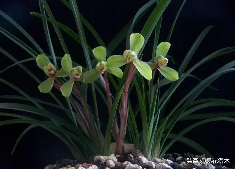 如何挑选兰花开花期的品种,兰花中最好养的品种推荐