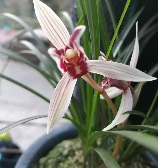 兰花盆栽适合放室外还是室内,盆栽兰花可以淋雨吗