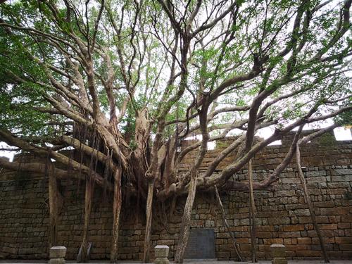 榕树种在屋前屋后有什么影响,房前有榕树好吗