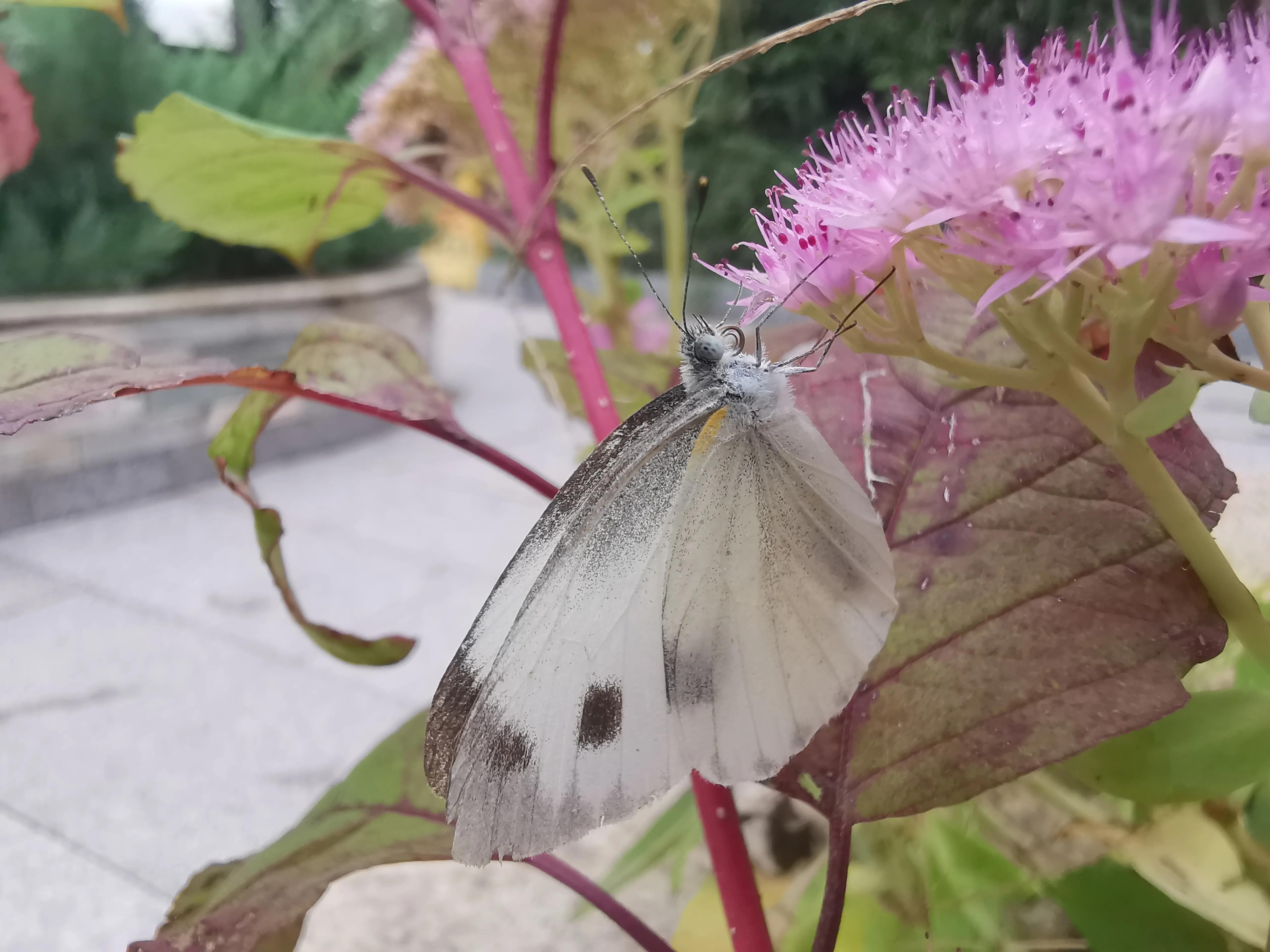 凤山温泉,北京金隅凤山温泉特色