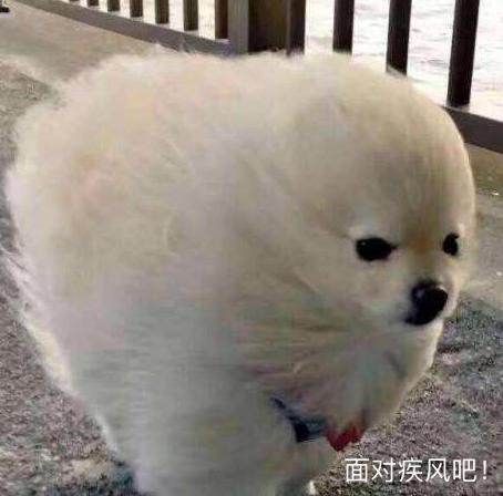 宠物犬大小便之拉撒篇（嗯~嗯~嗯~嗯~）