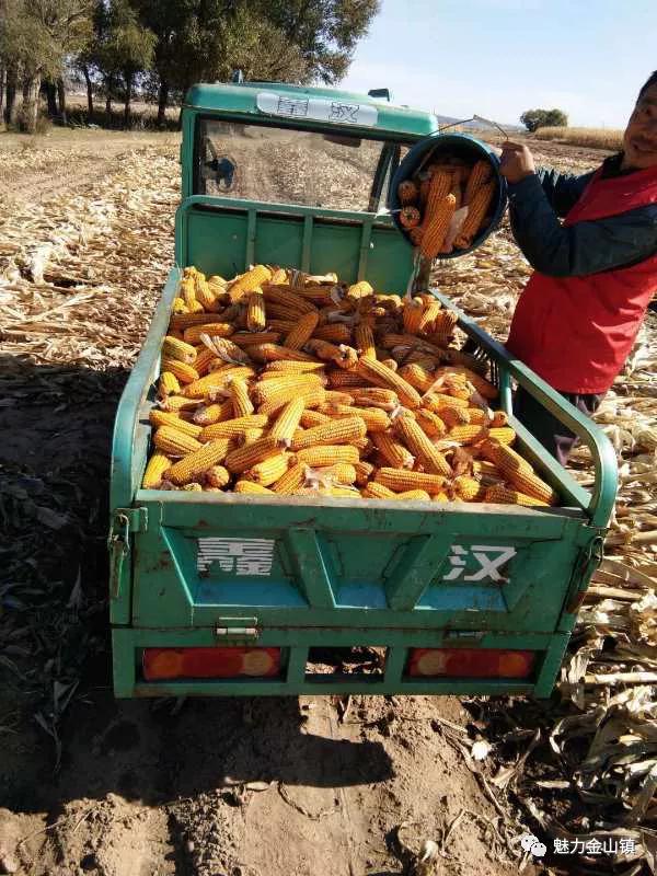 固阳县金山镇新时代文明实践,喜报固阳县文明创建再添荣誉