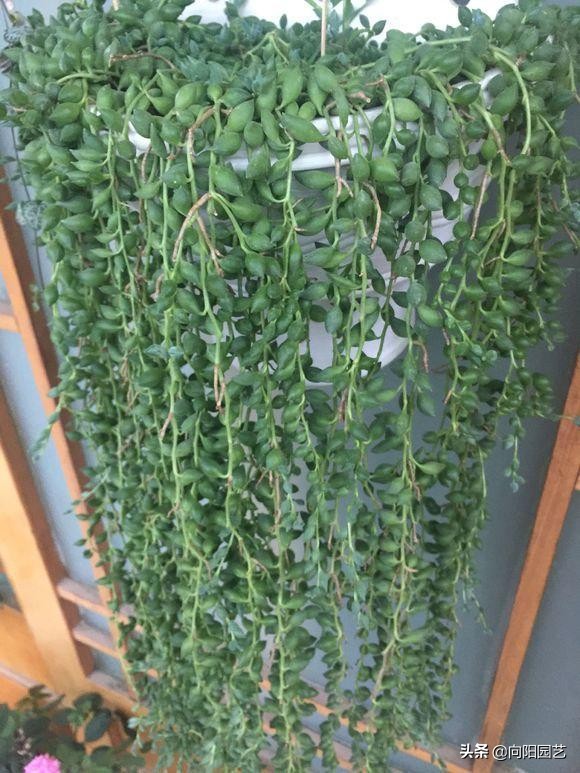 情人泪有多好养,情人泪怎么养爆盆