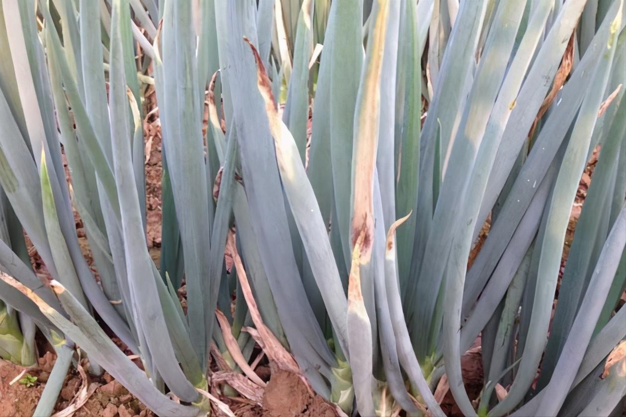 大葱叶片干尖是什么病,大葱叶子上有白点用什么药最好