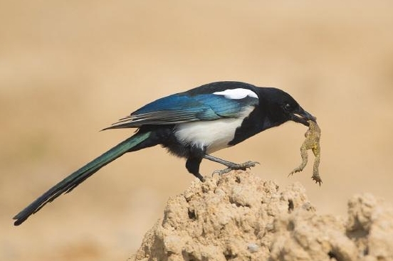 喜鹊吃麻雀幼鸟,喜鹊成灾攻击老鹰圈养麻雀