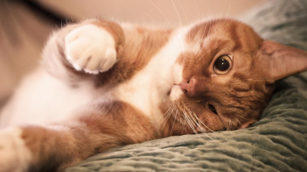 猫咪挑食不吃猫粮很瘦营养不良,挑食猫咪吃什么猫粮