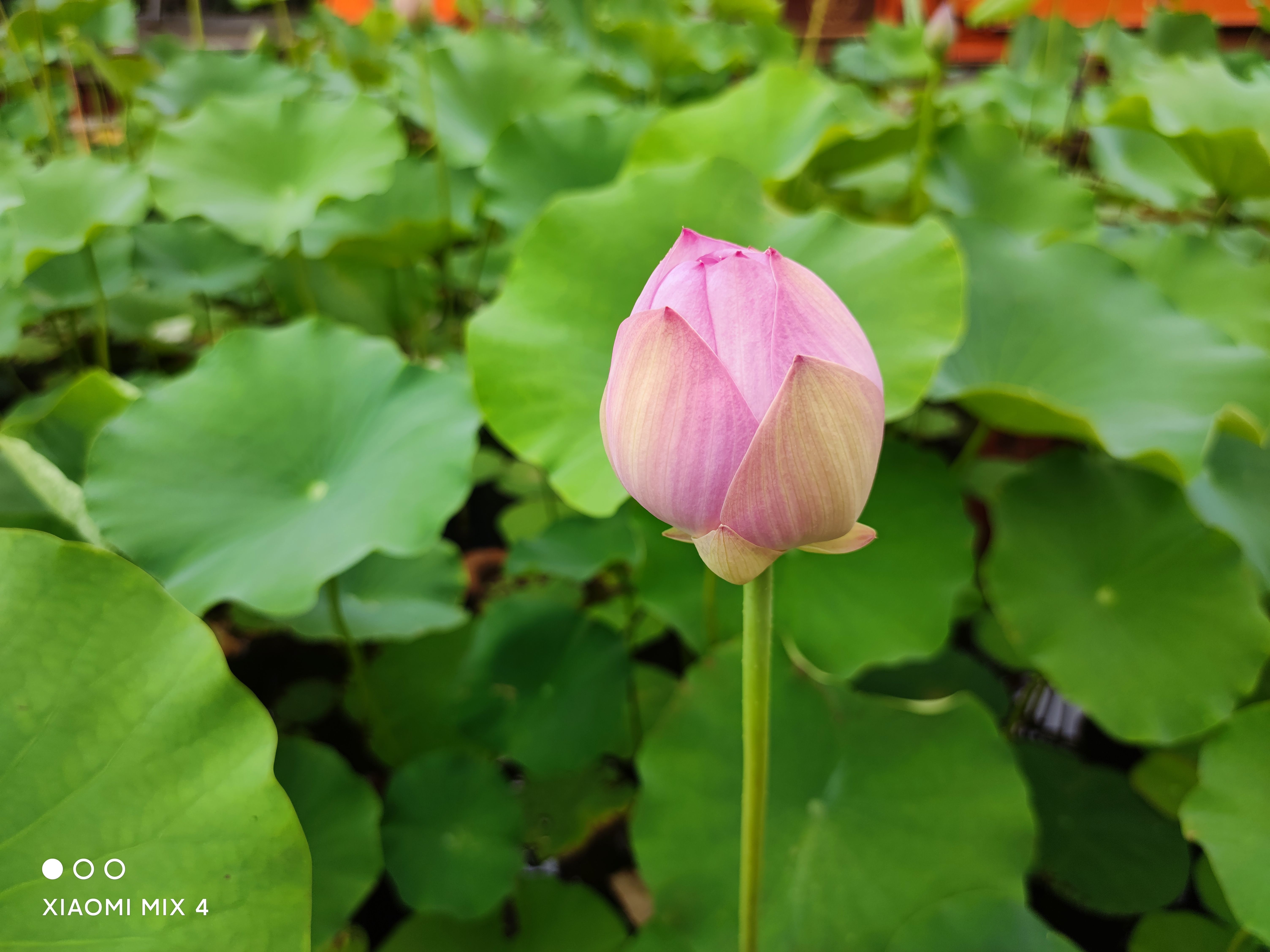 小米mix4的评测指南,小米mix4评测指南曝光