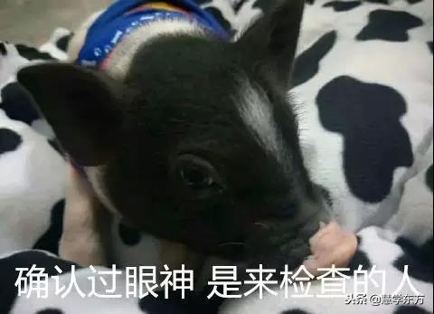 大学宿舍养猪被通报,大学生在宿舍养猪被通报批评