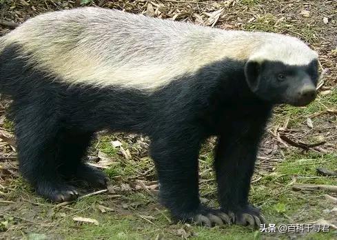 蜜獾的生存能力真有那么强吗,蜜獾为何无所畏惧