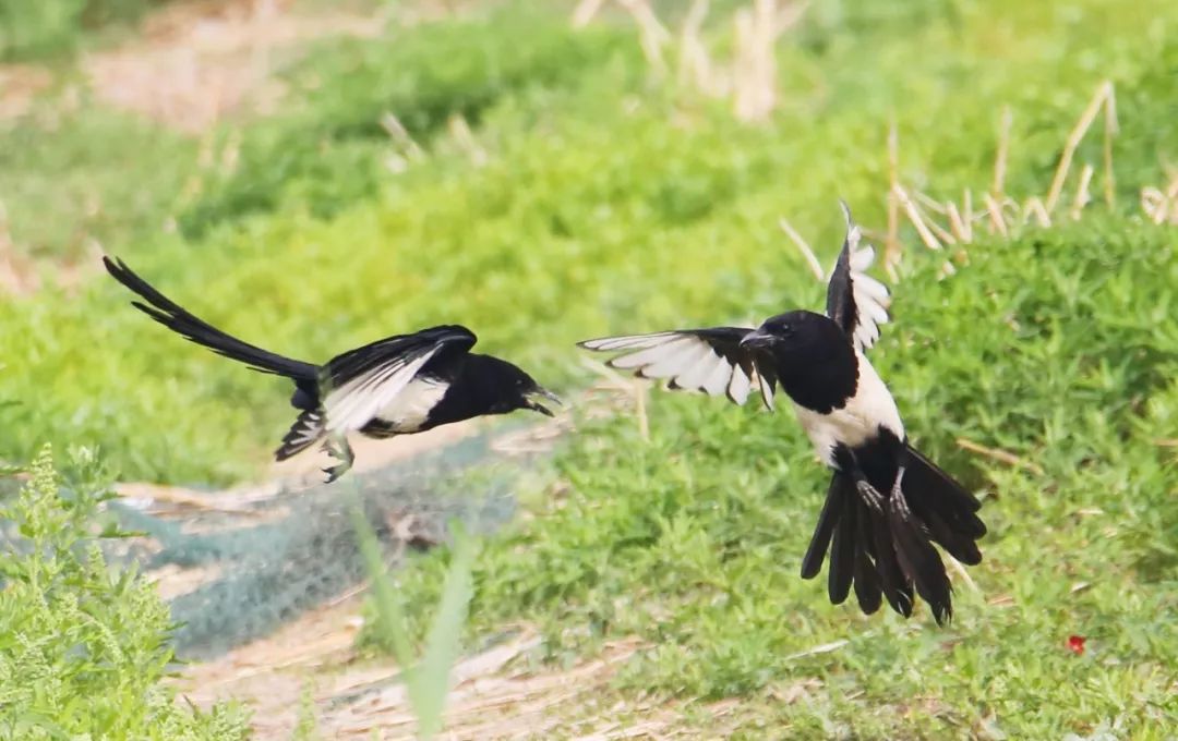 秦岭山里常见的野生鸟,秦岭山里常见的鸟
