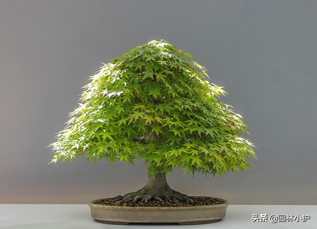 树桩盆景的八大流派,简述盆景八大流派常用的植物