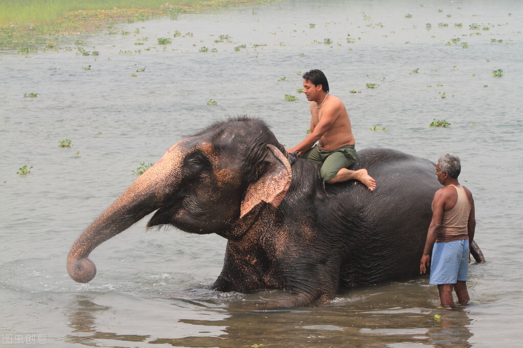 大象肉能吃吗？非洲人会以大象肉充饥吗？