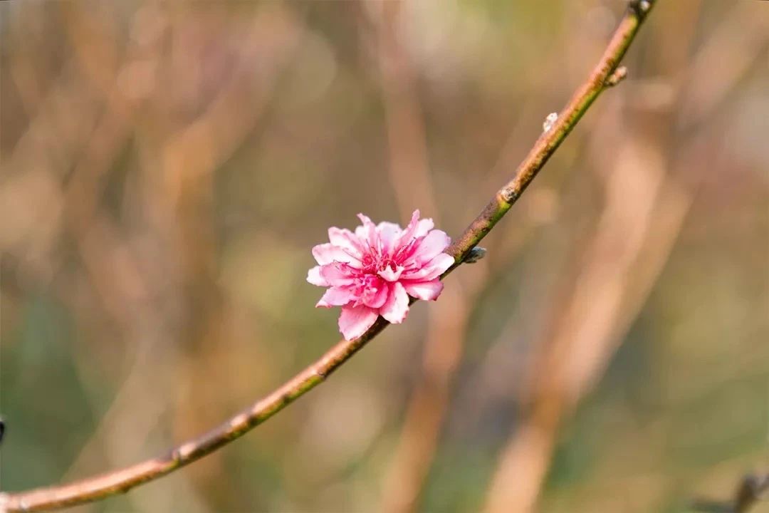 深圳周末带孩子免费游玩好去处,2021深圳免费适合遛娃玩地方排名