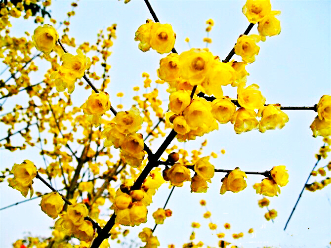 腊梅迎春绽放满园幽香扑鼻,腊梅花香清香扑鼻