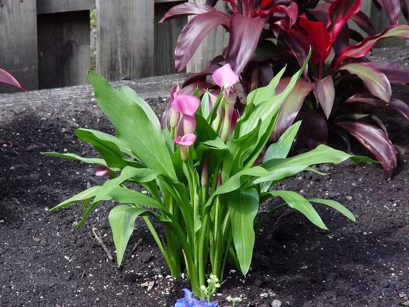 马蹄莲种球养护全过程,马蹄莲的栽种方法