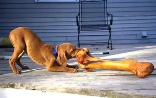 比熊狗狗老是乱咬东西怎么办,狗狗在家乱咬东西怎么办