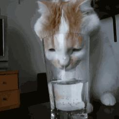 猫咪之前爱喝水突然就不爱喝水了,猫咪突然不吃饭也不喝水怎么回事