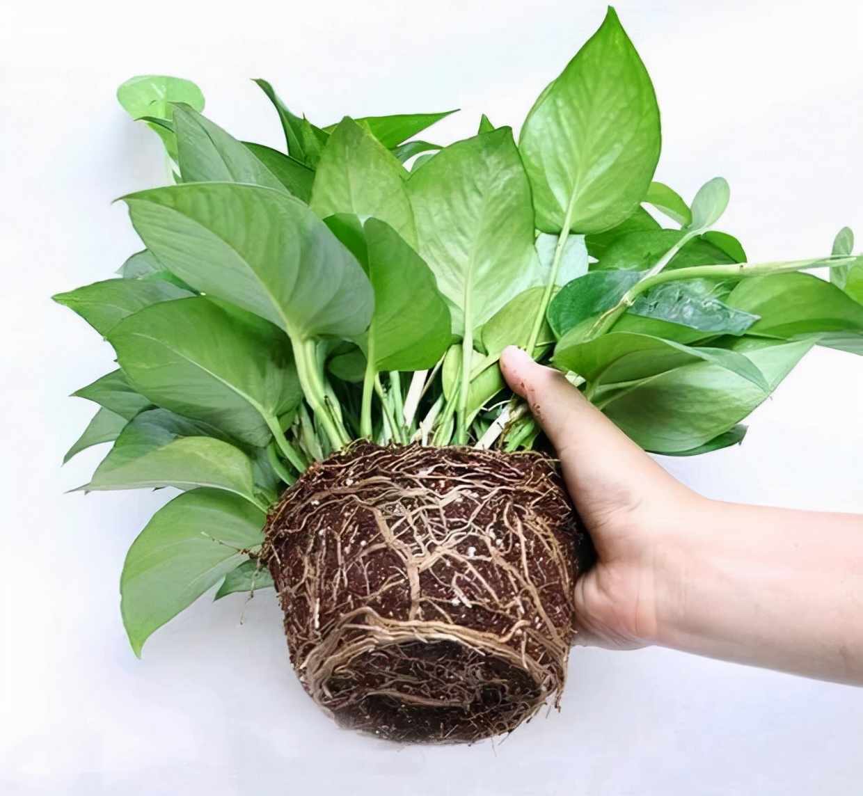 一年四季不死的十种花水养,浇水过多死的植物