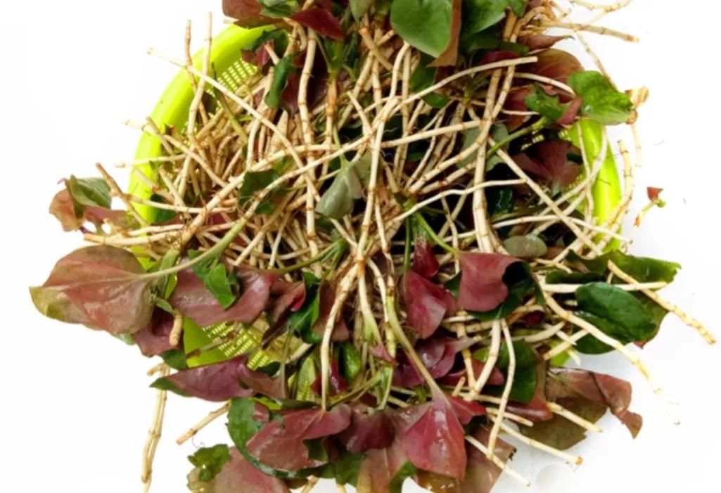 世界臭的美食有哪些,世界怪味食物