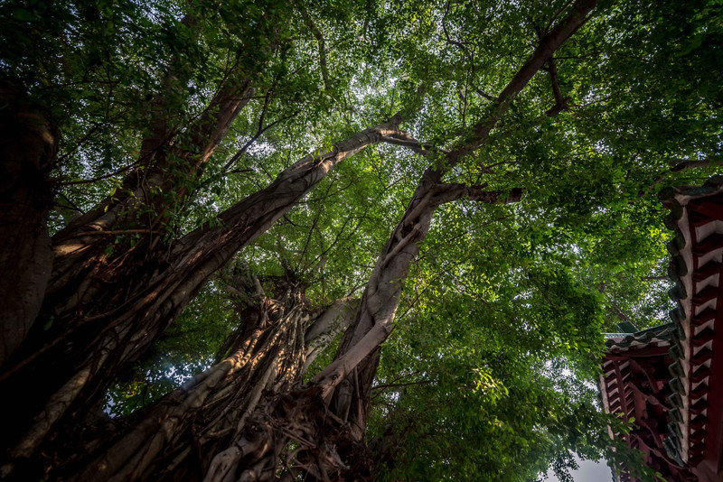 星湖冬日燃情，比落羽杉还要红的是什么？#我和湿地有个约会#