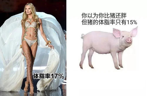猪的智商体脂率,猪和狗的体脂率