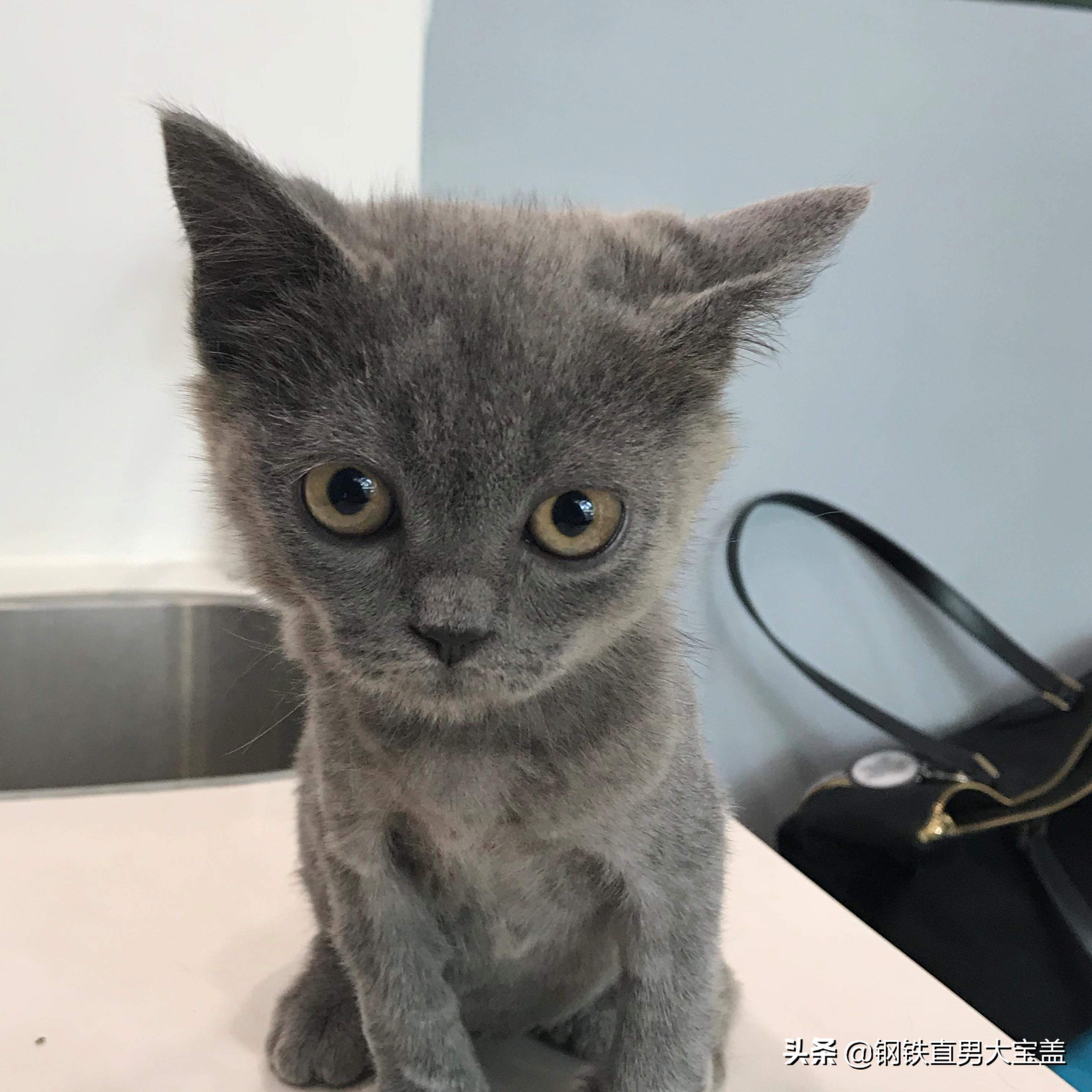 500块买猫，5000块治疗，你会选择坚持还是放弃？