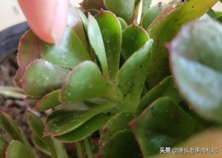 多肉蚜虫蚧壳虫,收到的多肉有蚜虫介壳虫还能种吗