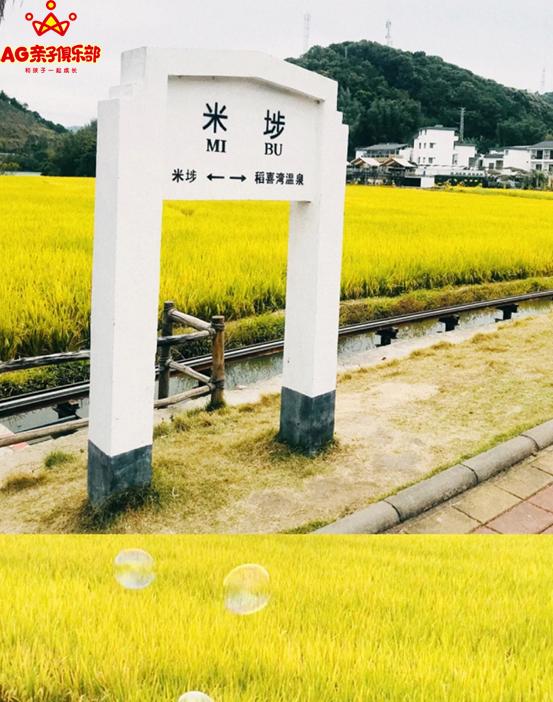 柿柿如意今秋造访最美柿子乡,金秋十月收获的季节柿柿如意