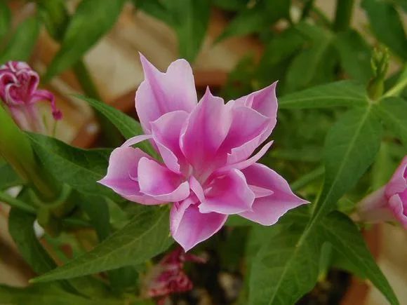 牵牛花到处都可以肆无忌惮的生长,不常见的品种,美出天际!