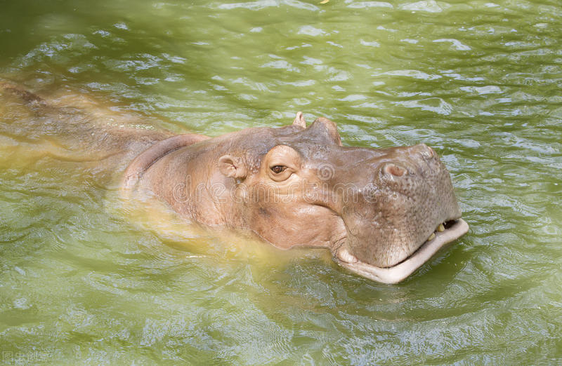 河马攻击狮子和鳄鱼,鳄鱼单挑河马被秒杀