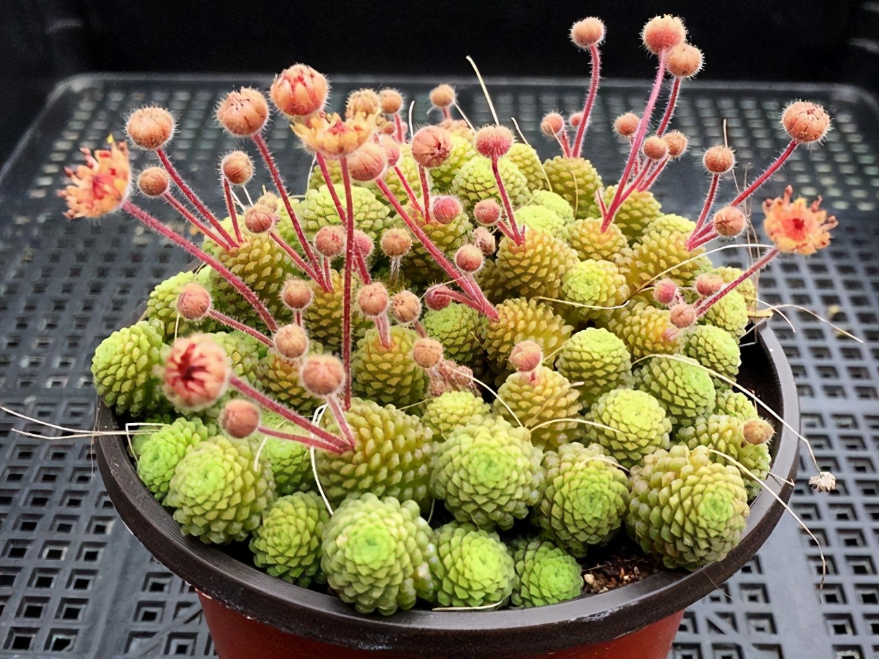 什么多肉耐冻又好吃,不惧零下五六度的多肉