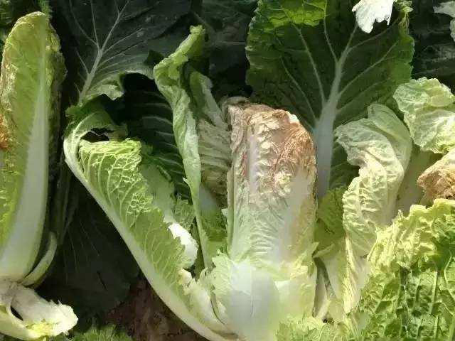 菜心烂心是何原因如何处理,大白菜心烂了怎么回事