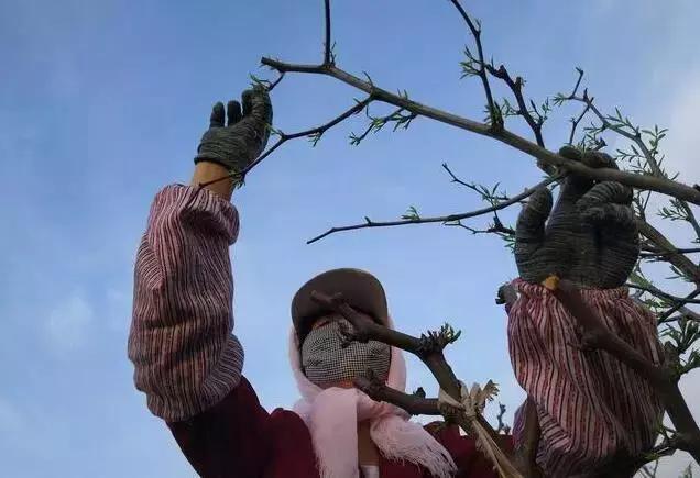 枣树细菌性穿孔病用什么杀菌剂好,一滴卡灭杀菌剂治疗枣树小叶病吗