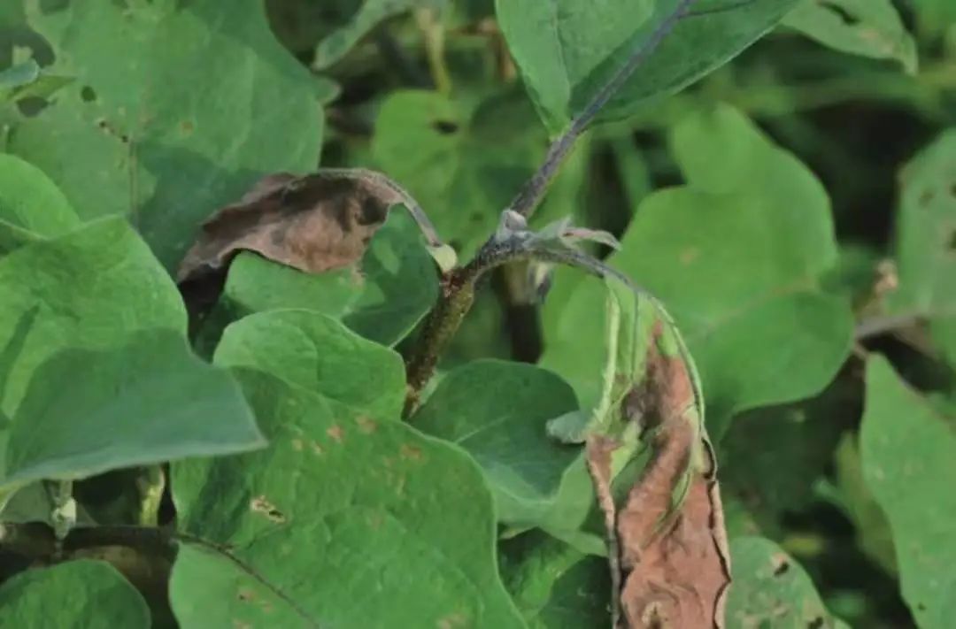 茄子病虫害早期症状,盆栽茄子落花落果什么原因