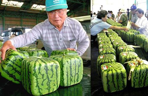 探析日本农业：从8个方面的比较分析，看中日农业差异（上篇）