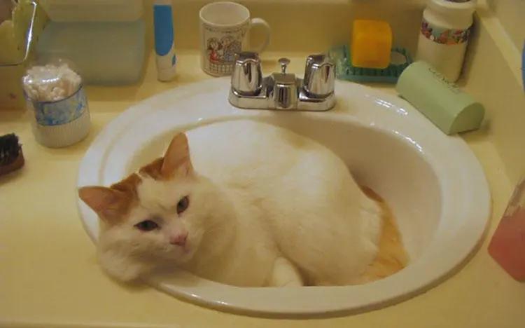 猫咪特别怕水是不是就不能洗澡,不怕洗澡的猫咪