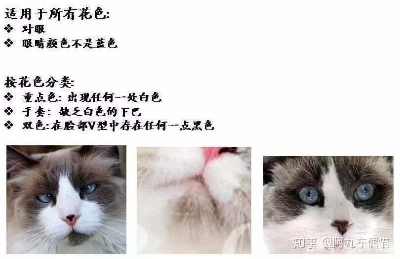 布偶猫舍推荐买什么猫粮,正规布偶猫舍推荐及其地理位置