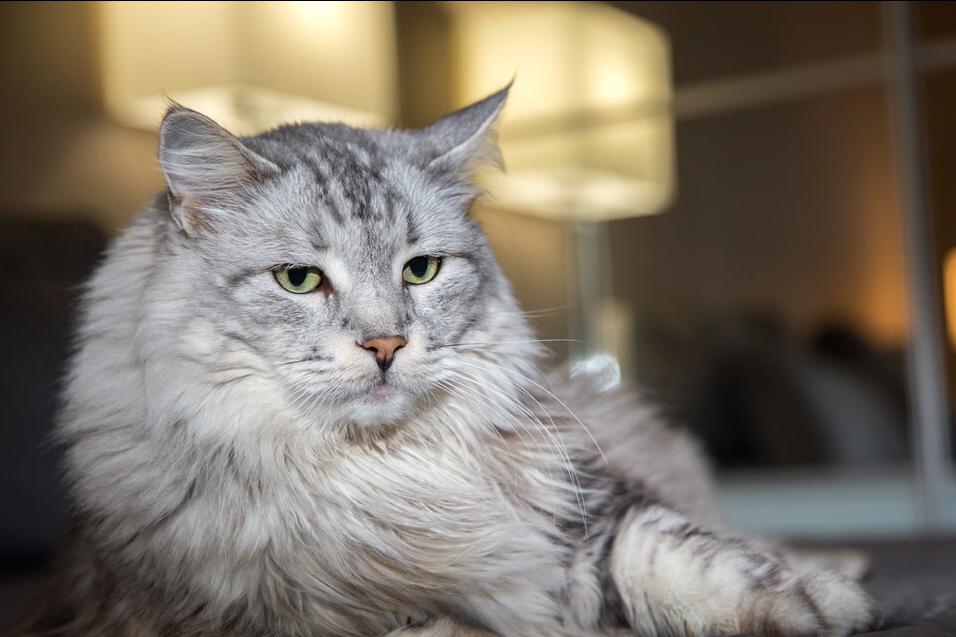 猫咪的饲养常识教案,如何饲养好银渐层猫咪