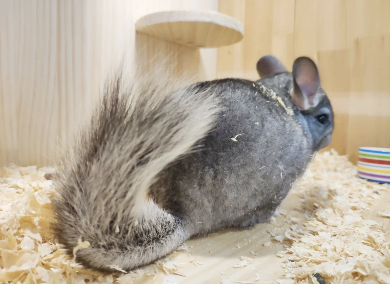 从出生到现在饲养龙猫的所有过程,龙猫的饲养方法及注意事项