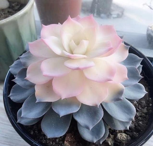 多肉全部颗粒控养,多肉皱巴巴的呈收拢状态