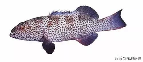 潮汕热销海鲜品种,潮汕常见的海鲜大全